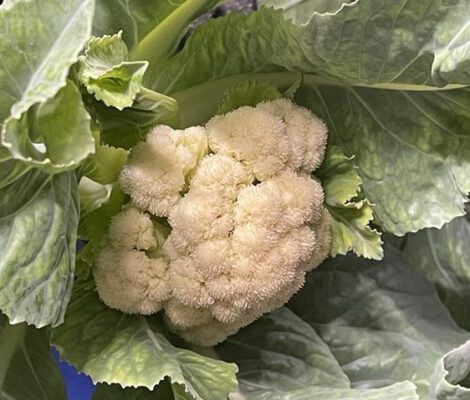 Cauliflower in the growth stage