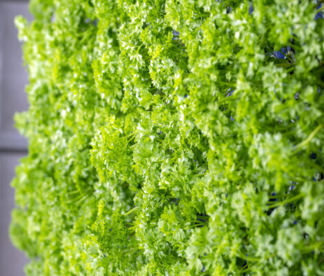 Parsley in the growth stage